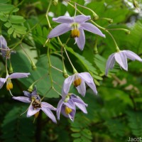 Solanum seaforthianum Andrews
